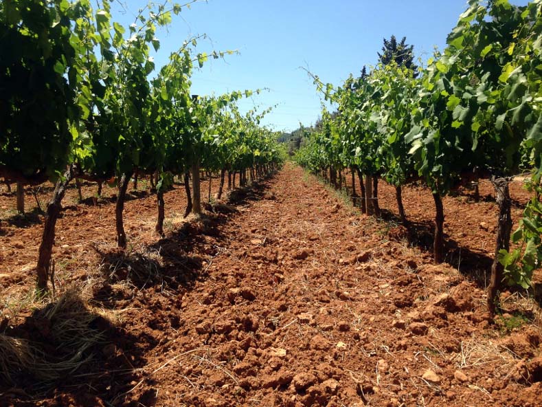 Winepairing in Mallorca, Spain.